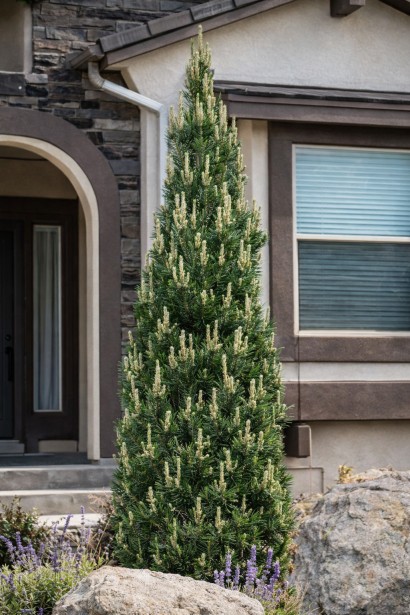 Pinus nigra Komet використання